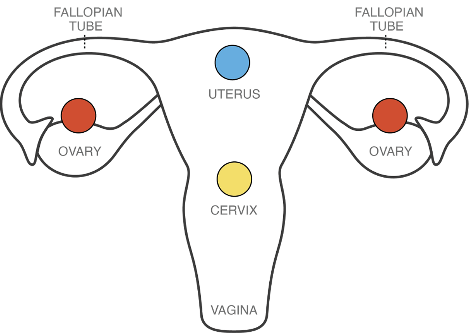 Diagram Showing How NEXPLANON® (etonogestrel implant) 68 mg Radiopaque Works in a Woman's Reproductive System
